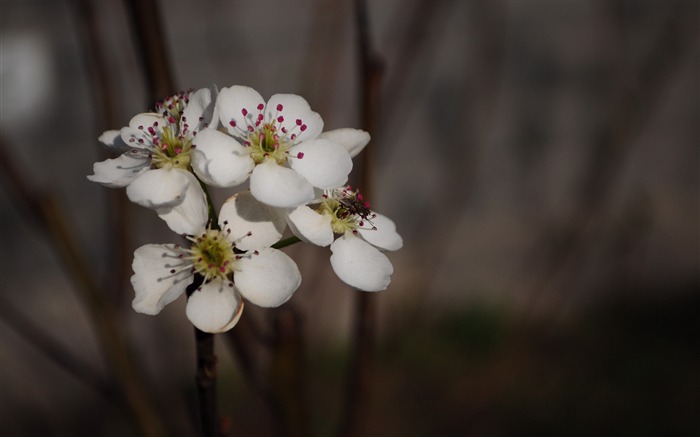 collection Fleurs photographie HD (2) #5