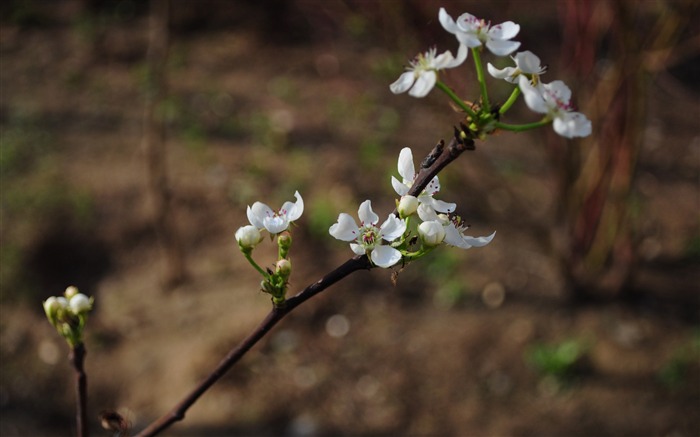 Flowers HD photography collection (2) #7