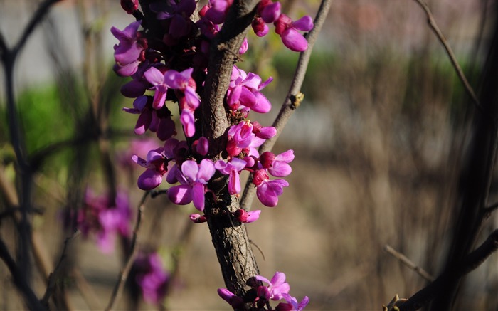 collection Fleurs photographie HD (2) #10