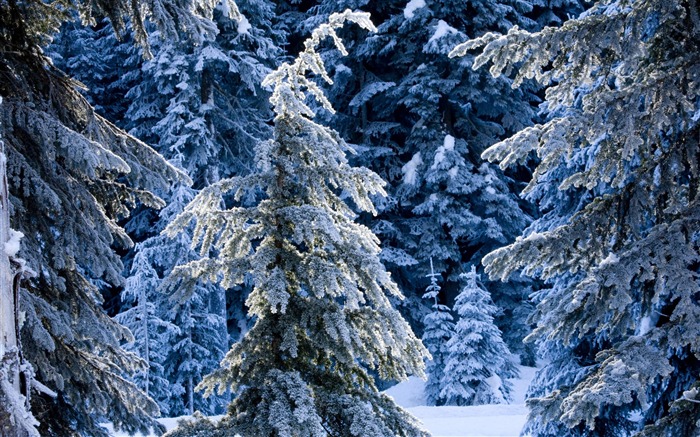 Nieve fondo de pantalla ancha (2) #16