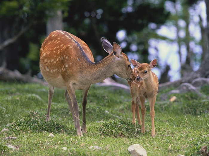 Collection de papiers peints des animaux (15) #17