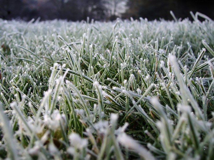 Fondos de pantalla planta de hielo álbum (2) #8