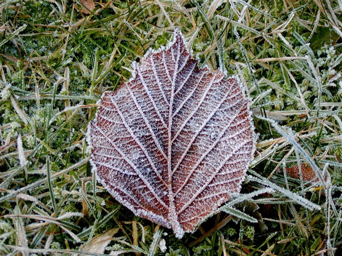 Fondos de pantalla planta de hielo álbum (2) #13