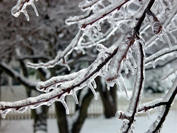 冰雪植物 壁纸专辑(二)14