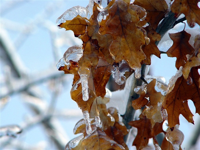 Fondos de pantalla planta de hielo álbum (2) #15