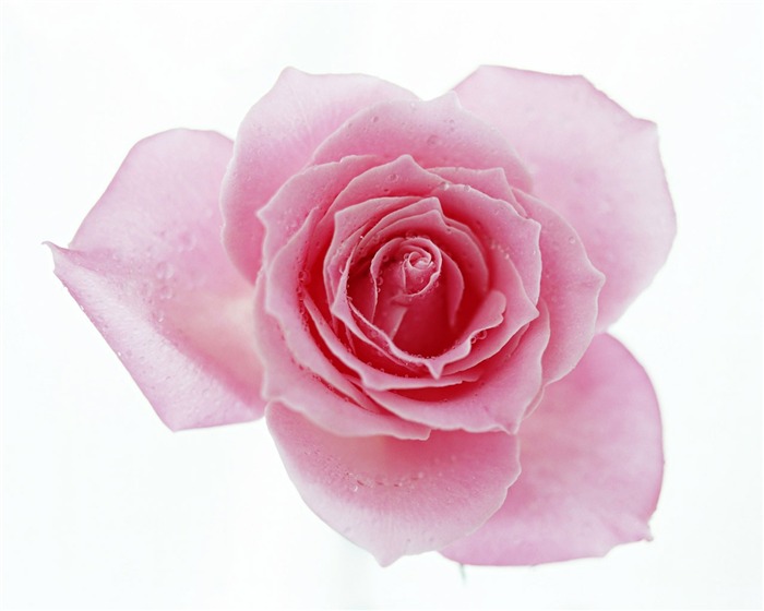 Rose Foto tapety (4) #16