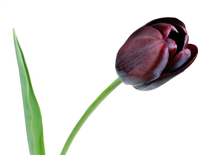 Tulip wallpaper album (1) #7