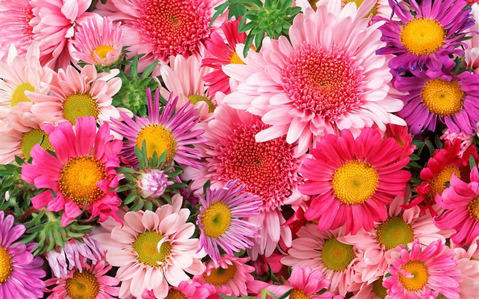 fondos de escritorio de flores con pantalla ancha de cerca (12) #1
