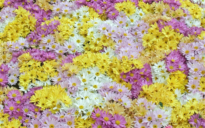 fleurs fond d'écran Widescreen close-up (12) #6