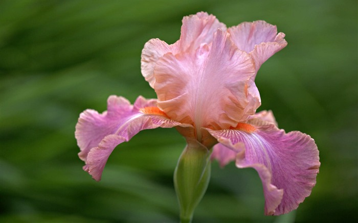 fleurs fond d'écran Widescreen close-up (12) #10