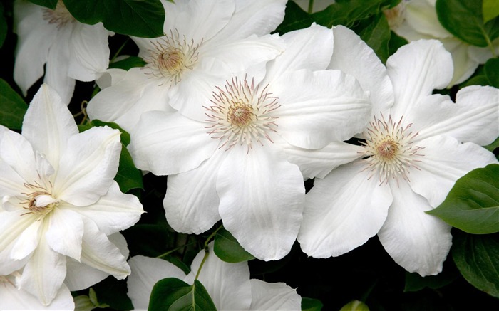 fleurs fond d'écran Widescreen close-up (12) #19