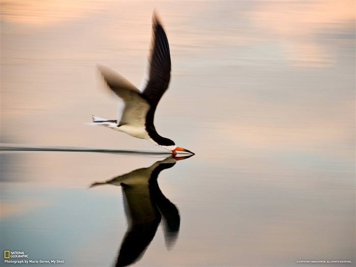 National Geographic album papier peint des animaux (7) #3