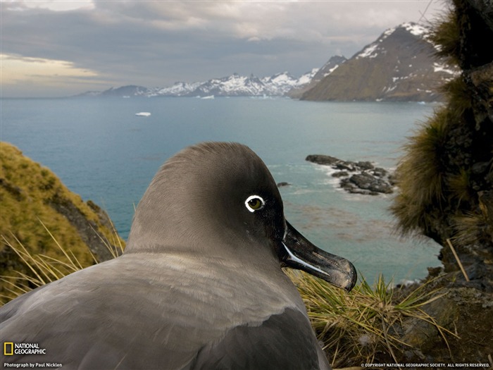 National Geographic album papier peint des animaux (7) #5