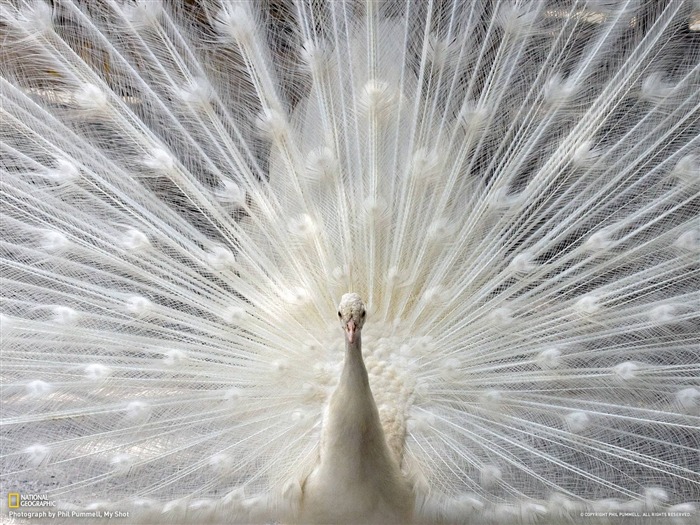 National Geographic album papier peint des animaux (7) #8