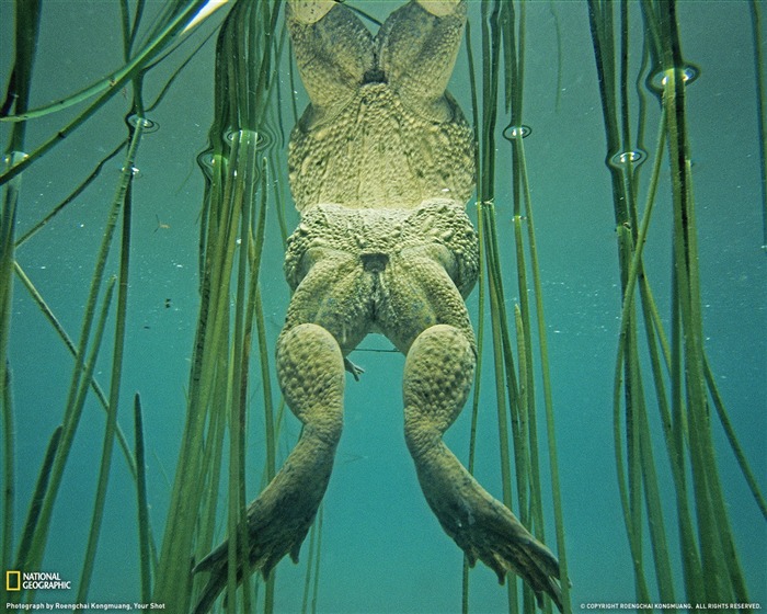 National Geographic zvířecí tapety album (7) #10