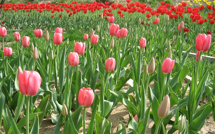 Tulip álbum de fondo de pantalla (3) #5