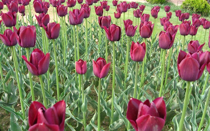 Tulip wallpaper album (3) #10