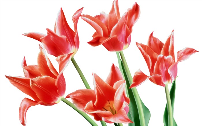 Tulip wallpaper album (7) #3