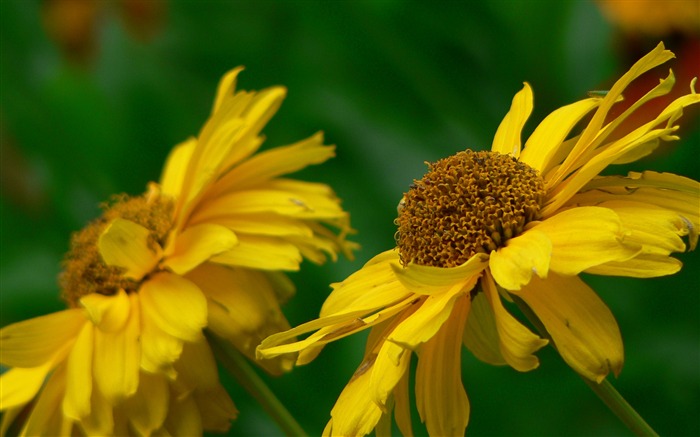 De grandes feuilles vertes papier peint de fleurs en gros plan (1) #12