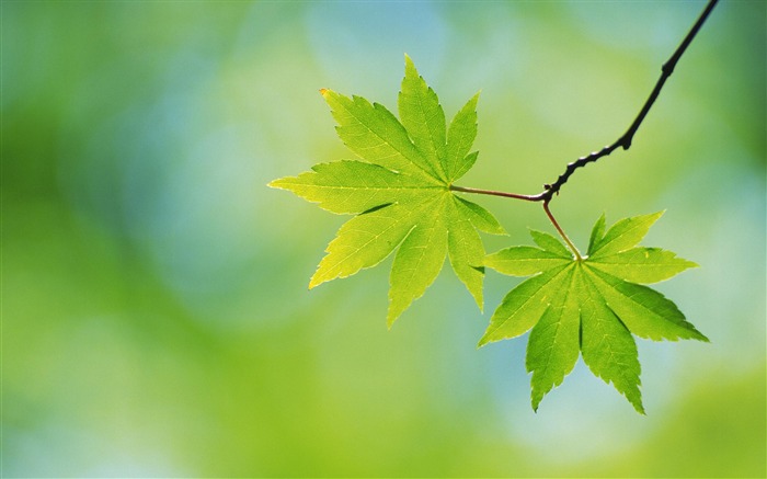 Large green leaves close-up flower wallpaper (1) #18