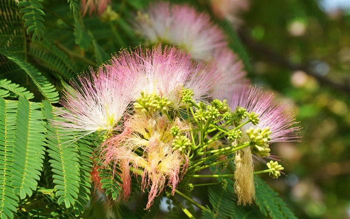 Große grüne Blätter Nahaufnahme flower wallpaper (2) #18