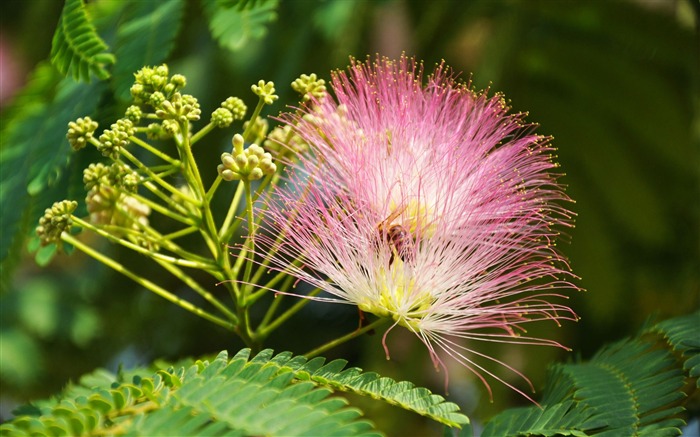 Large green leaves close-up flower wallpaper (2) #19