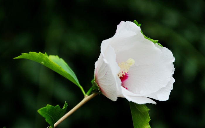 처녀성 비취 Althea (늑대 팀 작업) #9