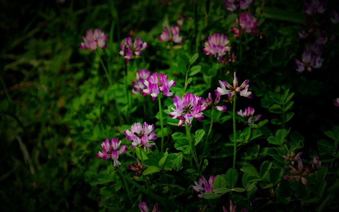 Tyto květiny (Pretty in Pink 526 záznamů) #3