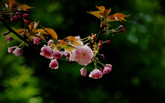 Ces fleurs (Pretty in Pink 526 entrées) #13
