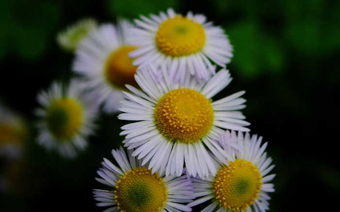 Flowers macro (Pretty in Pink 526 entries) #4