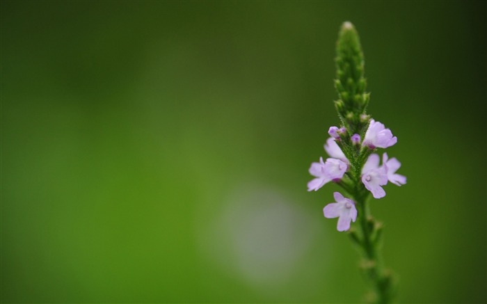 Květiny makro (Pretty in Pink 526 záznamů) #5