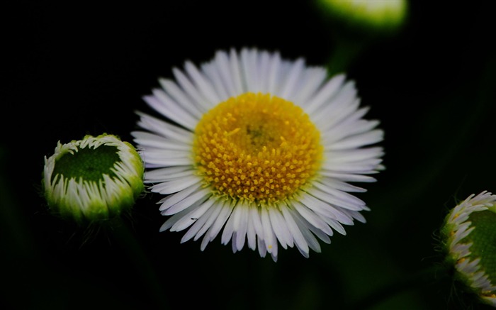 Flowers macro (Pretty in Pink 526 entries) #9