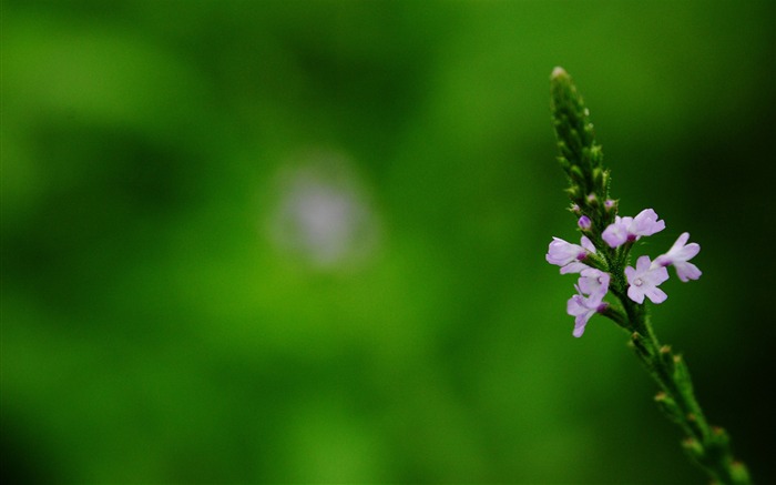 macro fleurs (Pretty in Pink 526 entrées) #10