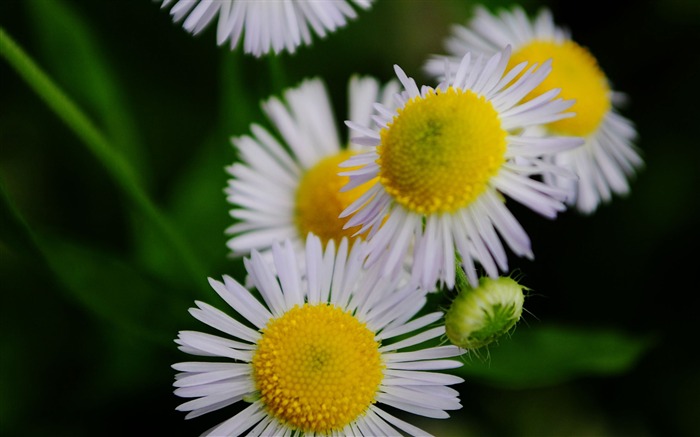 macro fleurs (Pretty in Pink 526 entrées) #19