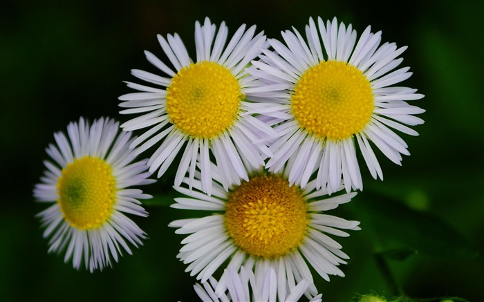 Flowers macro (Pretty in Pink 526 entries) #20