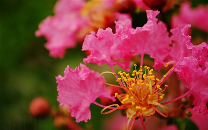 Fleurs (Pretty in Pink 526 entrées) #1