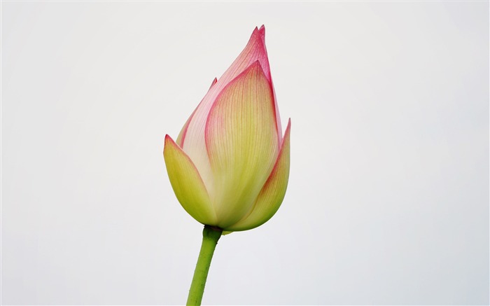 Lotus (Pretty in Pink 526 záznamů) #5