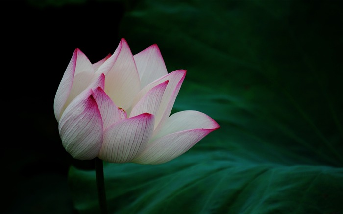 Lotus (Pretty in Pink 526 entries) #19