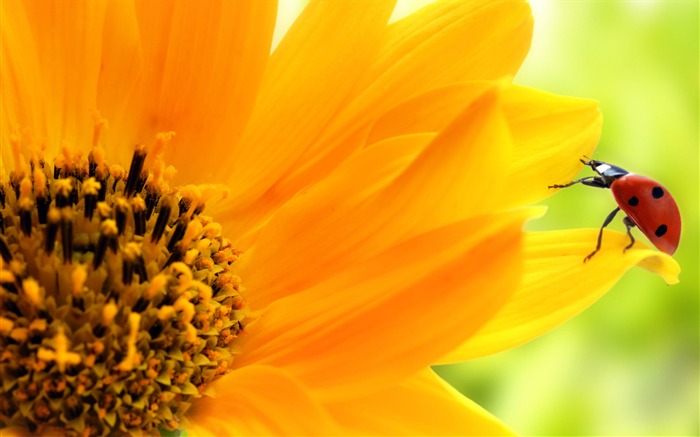 Beautiful sunflower close-up wallpaper (1) #1