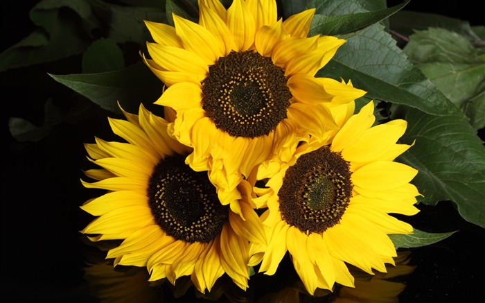 Beautiful sunflower close-up wallpaper (1) #3