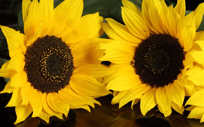 Beautiful sunflower close-up wallpaper (1) #4