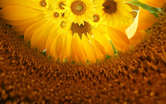 Beautiful sunflower close-up wallpaper (1) #6