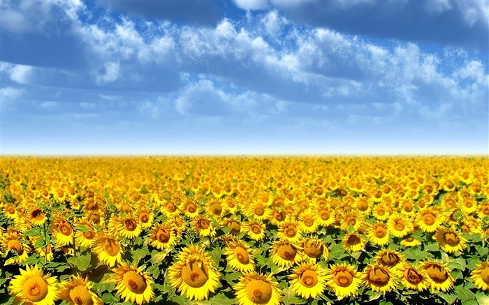 Hermoso fondo de pantalla de girasol close-up (1) #7