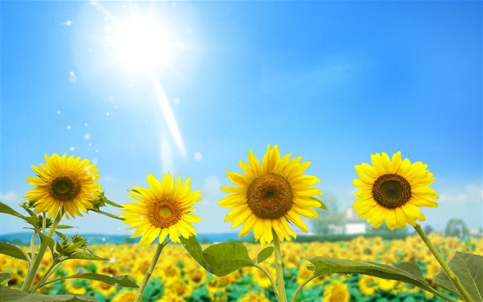 Beautiful sunflower close-up wallpaper (1) #9