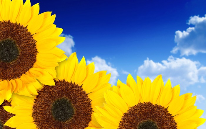 Beautiful sunflower close-up wallpaper (1) #12