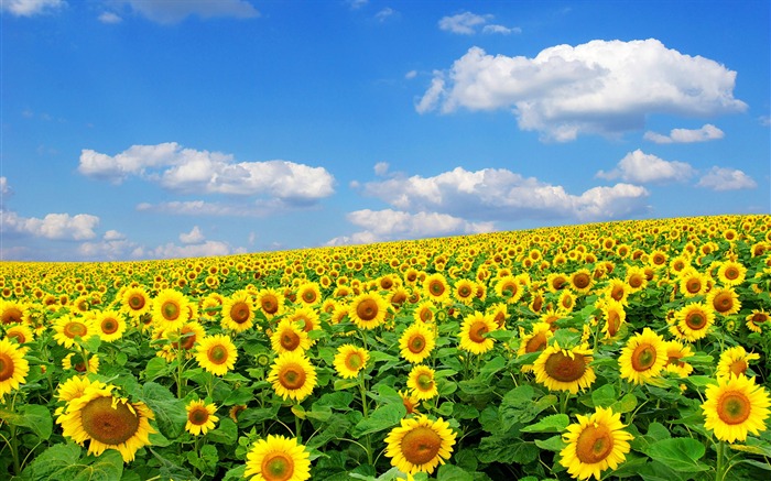 Beautiful sunflower close-up wallpaper (2) #3