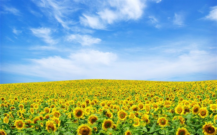 Beautiful sunflower close-up wallpaper (2) #4