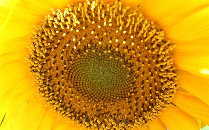 Beautiful sunflower close-up wallpaper (2) #7