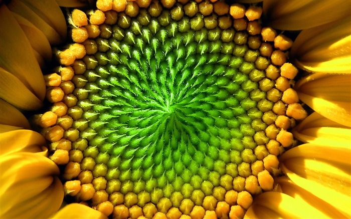 Beautiful sunflower close-up wallpaper (2) #8