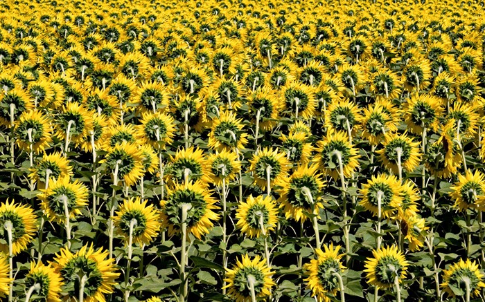 Beautiful sunflower close-up wallpaper (2) #17